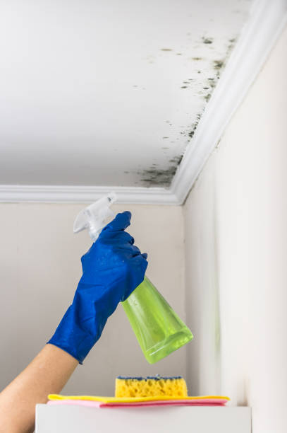 Mold Remediation for Vacation Homes